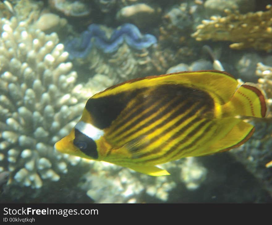 Angelfish red sea , Egypt, africa