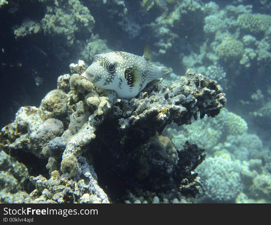 Coral reef and coralfishes