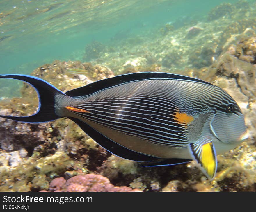 Angelfish red sea , Egypt, africa