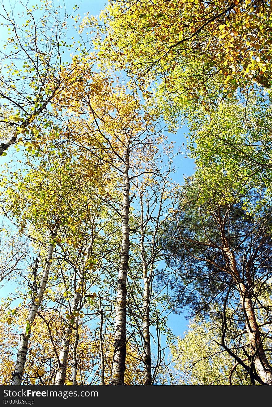 The tree in autumn.