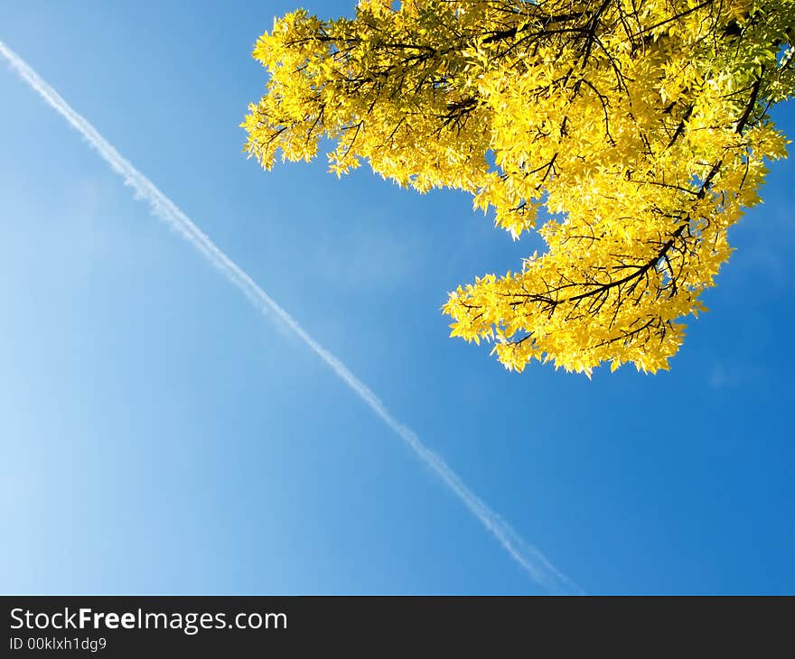 Autumn branch ash on a background of the pure sky. Autumn branch ash on a background of the pure sky