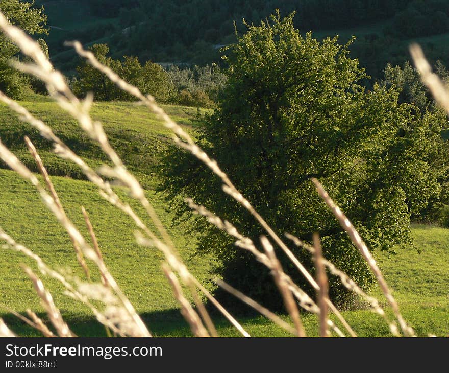 Light Tree