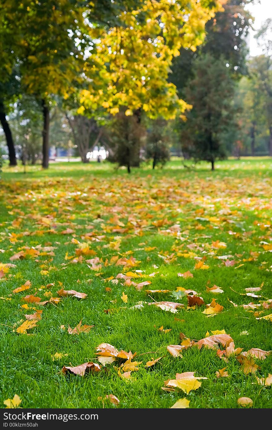 Beautiful colourful foliage in the autumn park