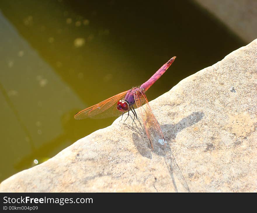 Little red dragonfly looking for food