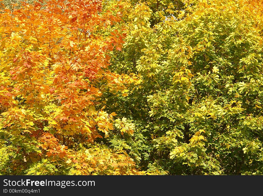 Crown of a maple in autumn