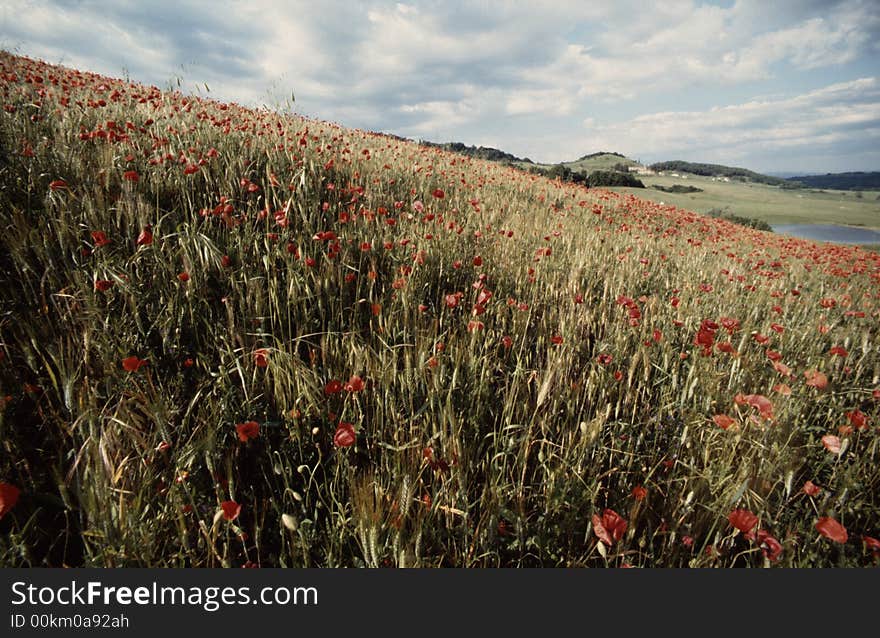 Typical Landscape in Umbria, Italy, Europe with red corn poppy. Typical Landscape in Umbria, Italy, Europe with red corn poppy.