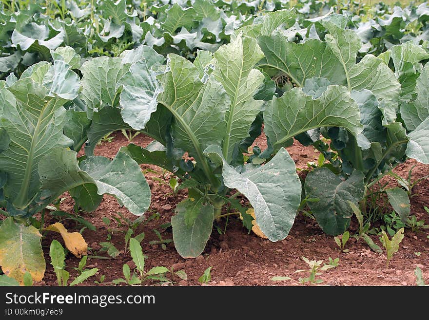 Crops ready to be pick