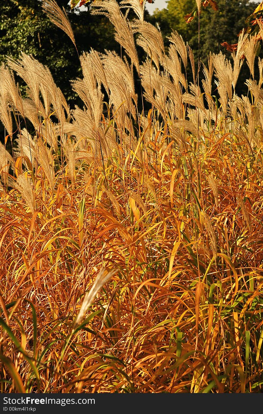 Lake coast. Trees and yellow grasses. Lake coast. Trees and yellow grasses.