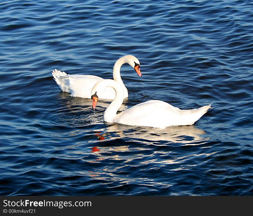 Two beautiful swans on blue water