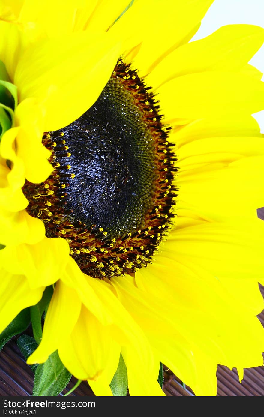 Sunflower with green leaves. Isolated over white background