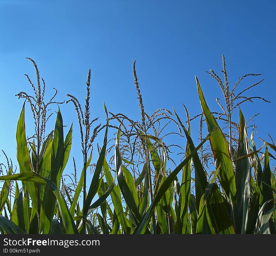 Cornfield on a sunny day against a blue sky