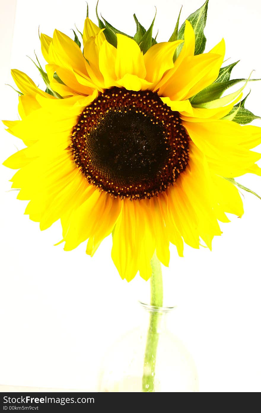 Sunflower with green leaves. Isolated over white background