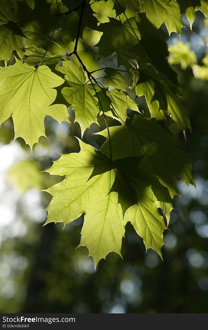 Leaves of maple