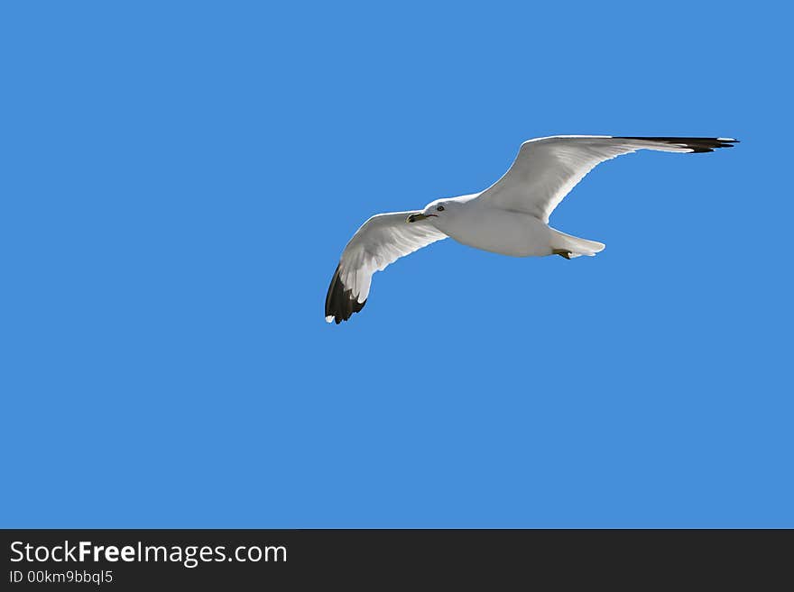 Soaring Seagull