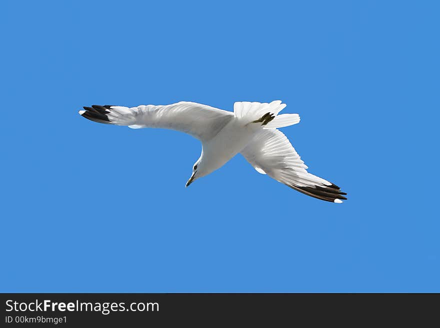 Soaring Seagull