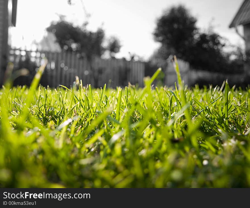 Short green sunlight grass infront of monotonous background. Short green sunlight grass infront of monotonous background