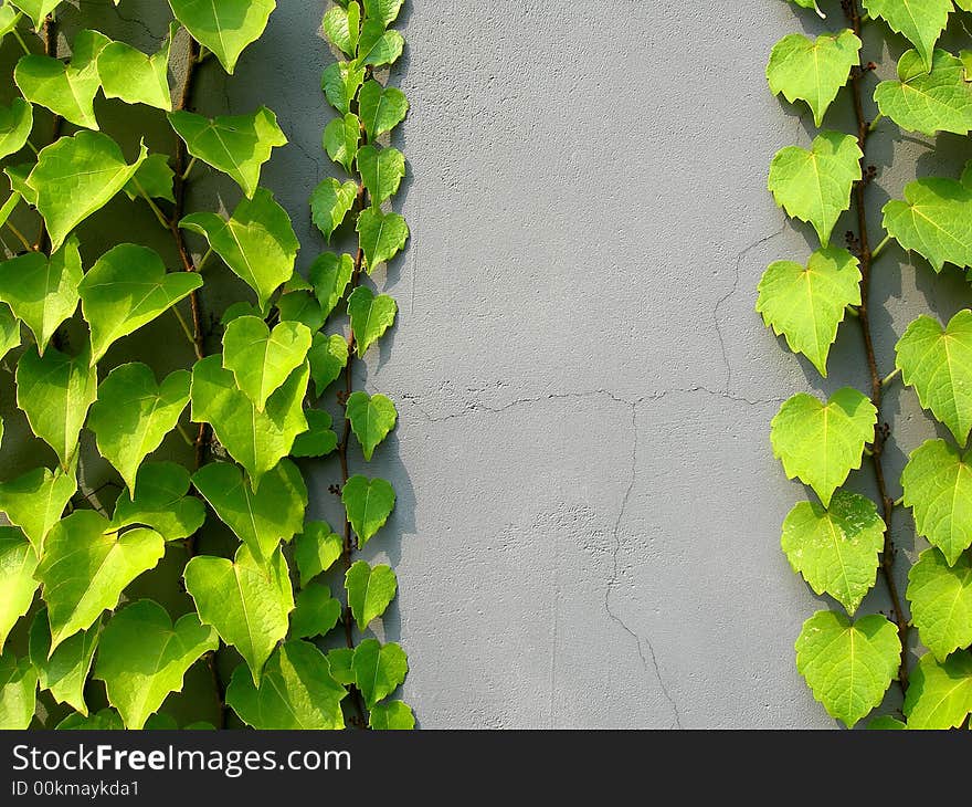 Green ivy leaves climbing on a grey colored wall. Green ivy leaves climbing on a grey colored wall