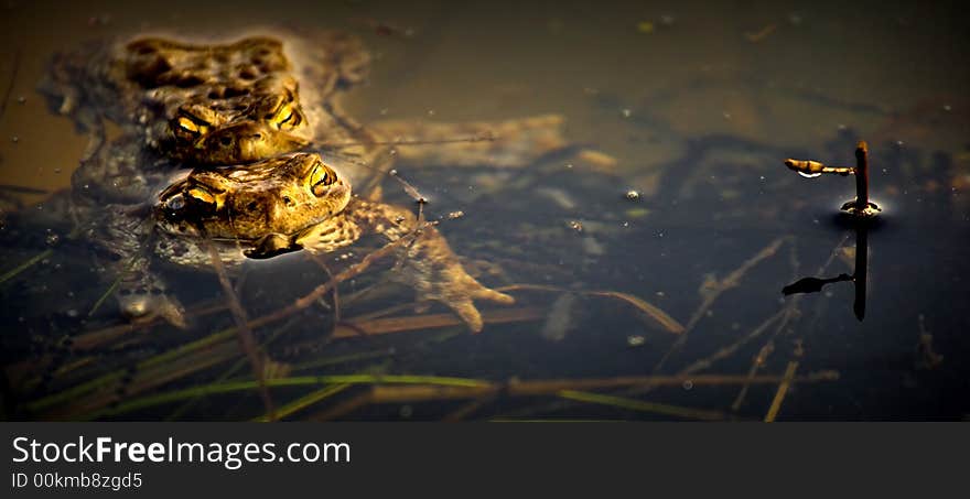 Two Frogs In Love