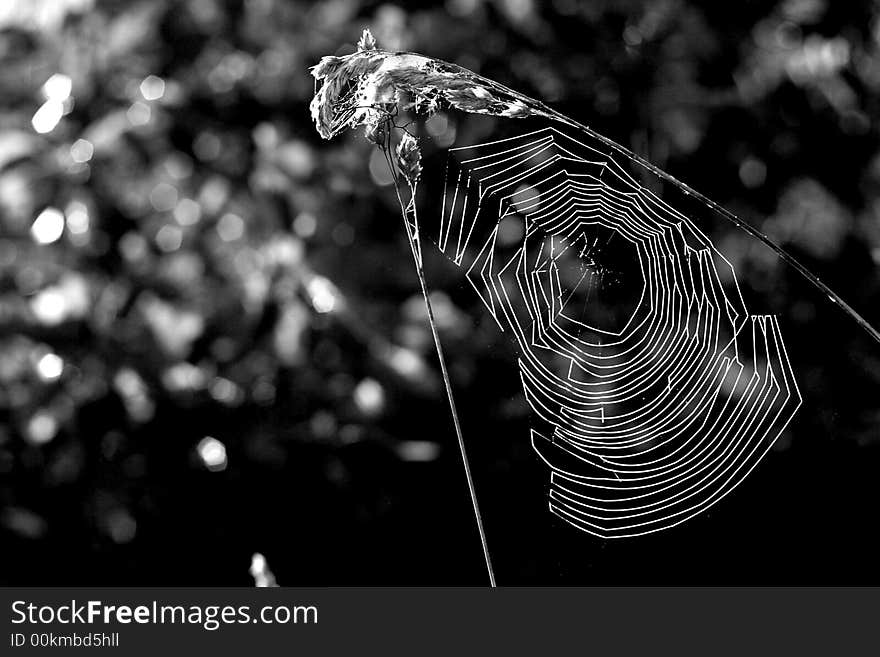 Morning Web Between Two Blades