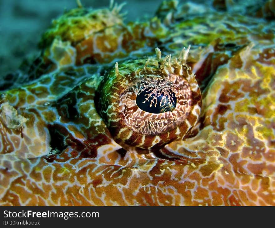 The details of a crocodile fish, a species of the flatheads family. The details of a crocodile fish, a species of the flatheads family.