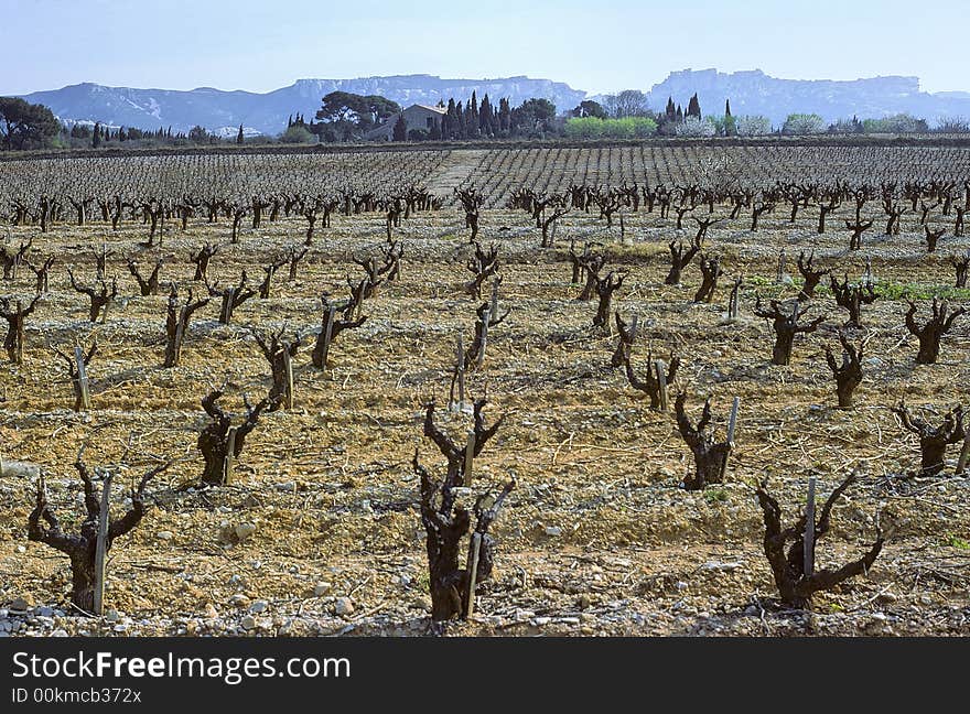 Vineyard landscape with Alpilles cliffs as background, Provence, France. Vineyard landscape with Alpilles cliffs as background, Provence, France.