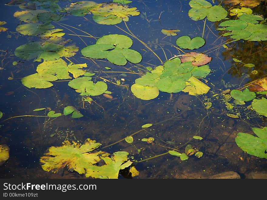 Green Leaves On Ð° Water