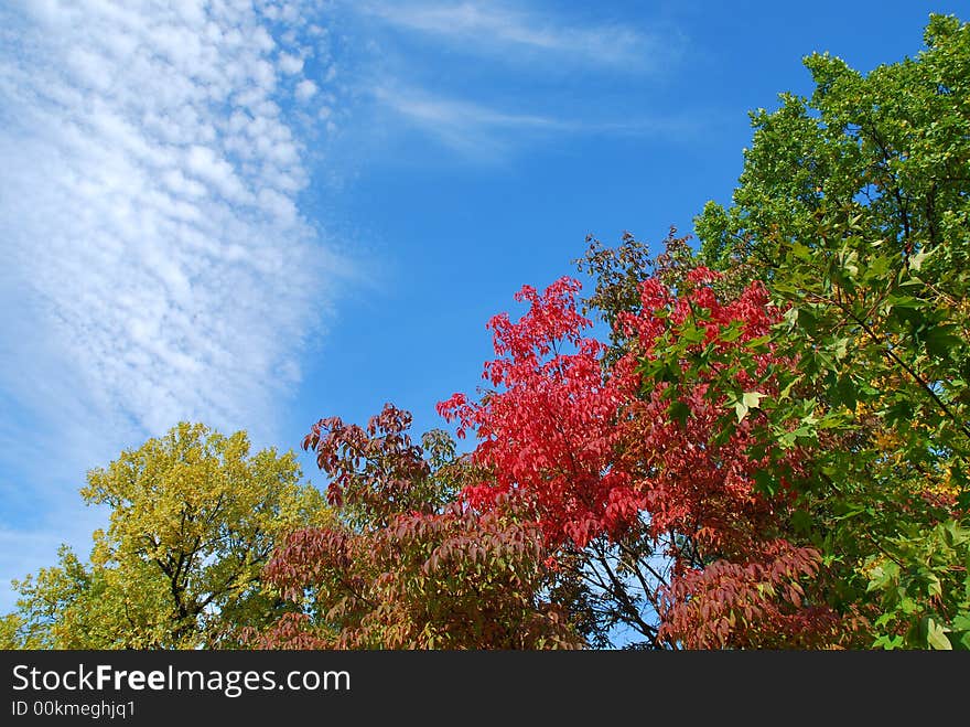 Autumn trees on a background of the light-blue sky. Autumn trees on a background of the light-blue sky