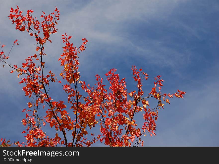 Autumn trees on a background of the light-blue sky. Autumn trees on a background of the light-blue sky