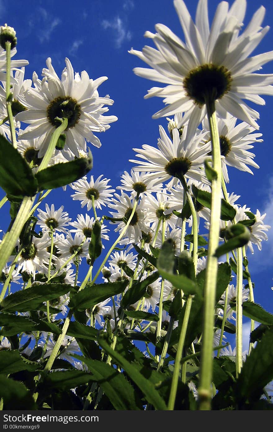 Camomiles on the background blue sky. Camomiles on the background blue sky