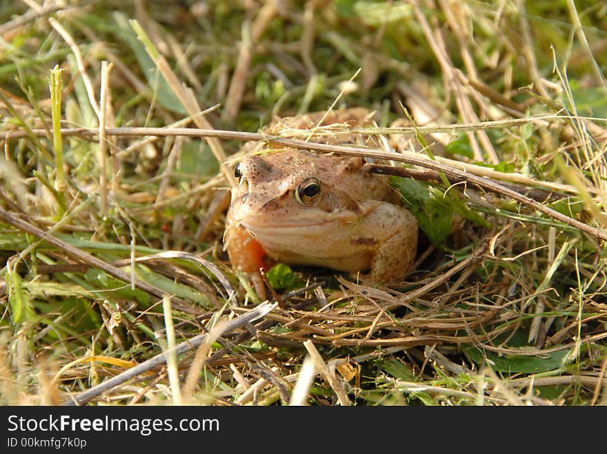 Frog