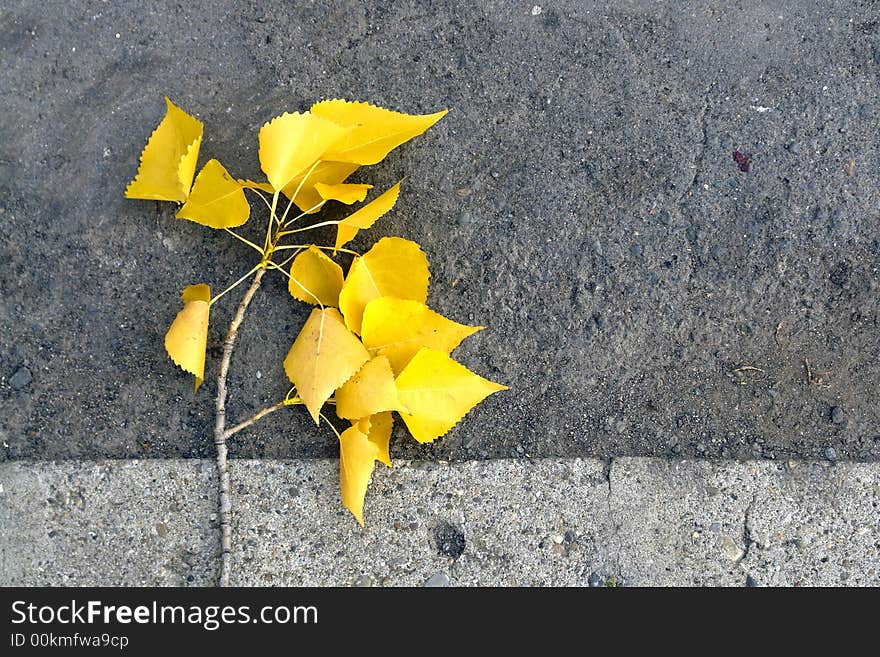 Leaves on the side of the road. Leaves on the side of the road