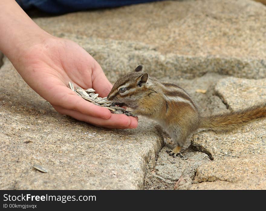 A person feeding a chipmunk in a Colorado park.