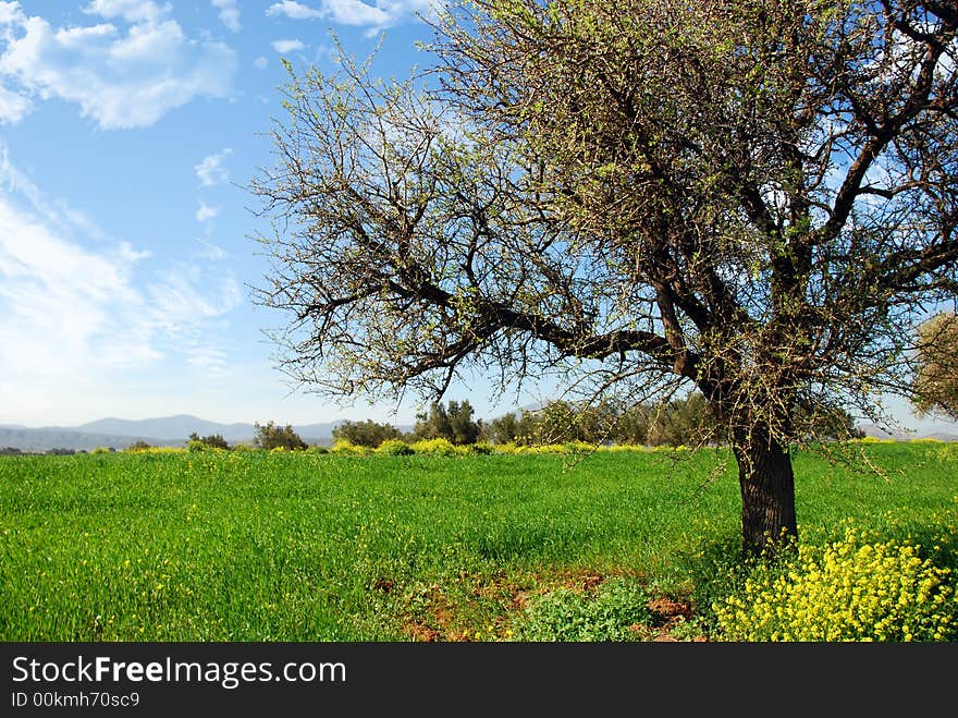 Attractive framing for this lonely tree in beautiful spring/summer colors against fabulous sky and clouds. Attractive framing for this lonely tree in beautiful spring/summer colors against fabulous sky and clouds