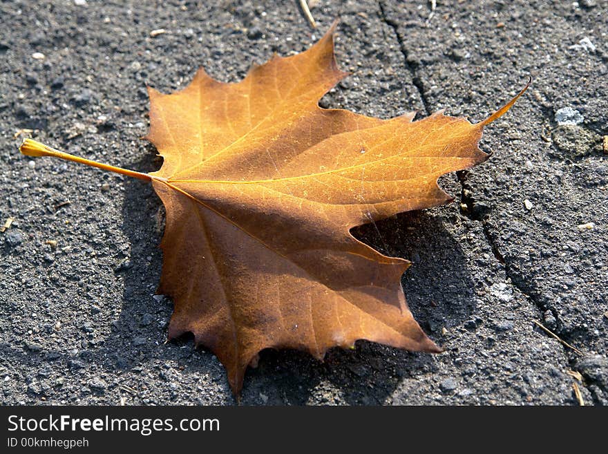 Leaves on the side of the road. Leaves on the side of the road