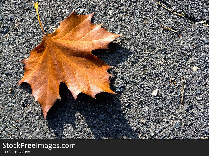 Leaves on the side of the road. Leaves on the side of the road