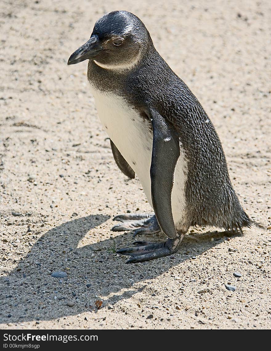 Jackass penguin 1