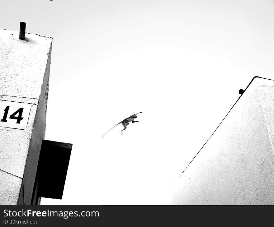 A monkey jumps from one rooftop to the other, while another monkey observes.