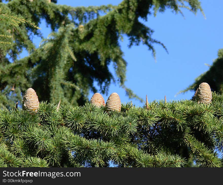 Fir cones on a branch against the sky