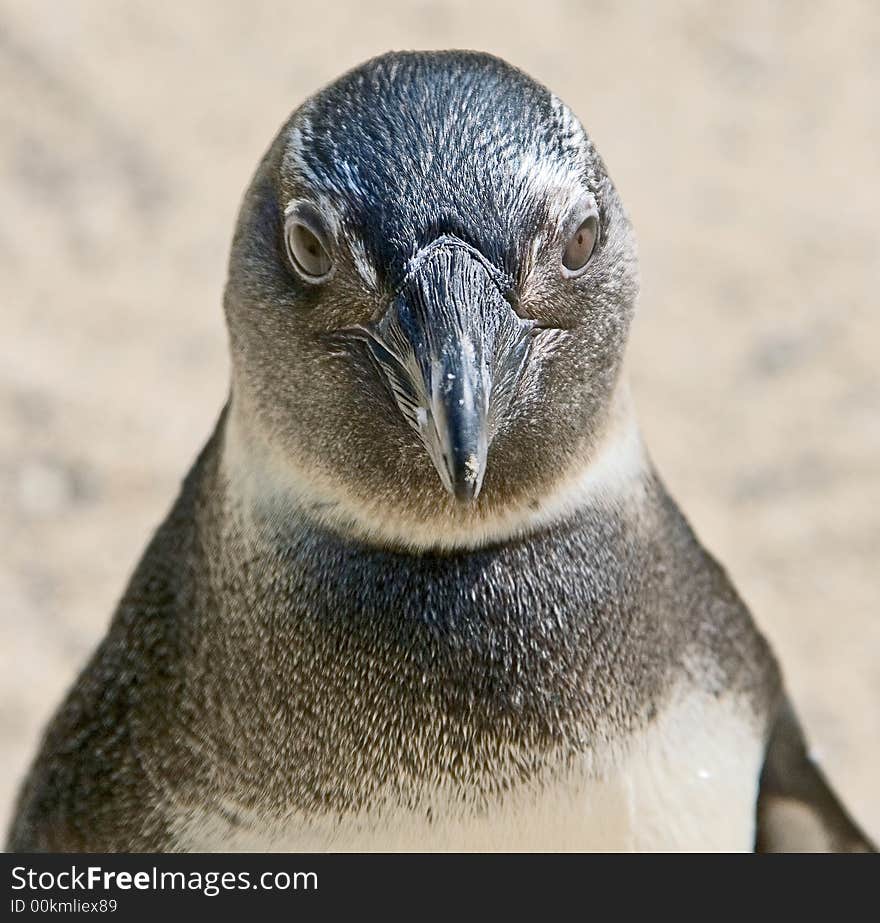 Jackass penguin 2