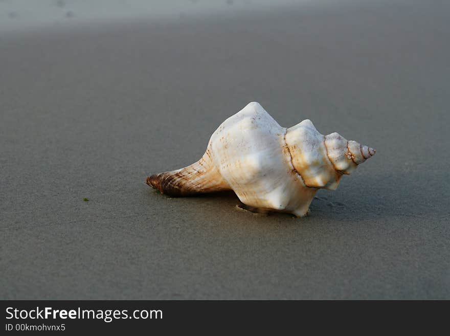 Shell