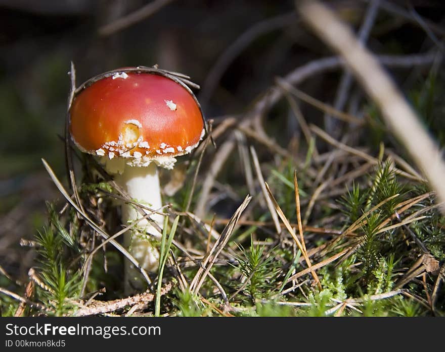 Toadstool in forest