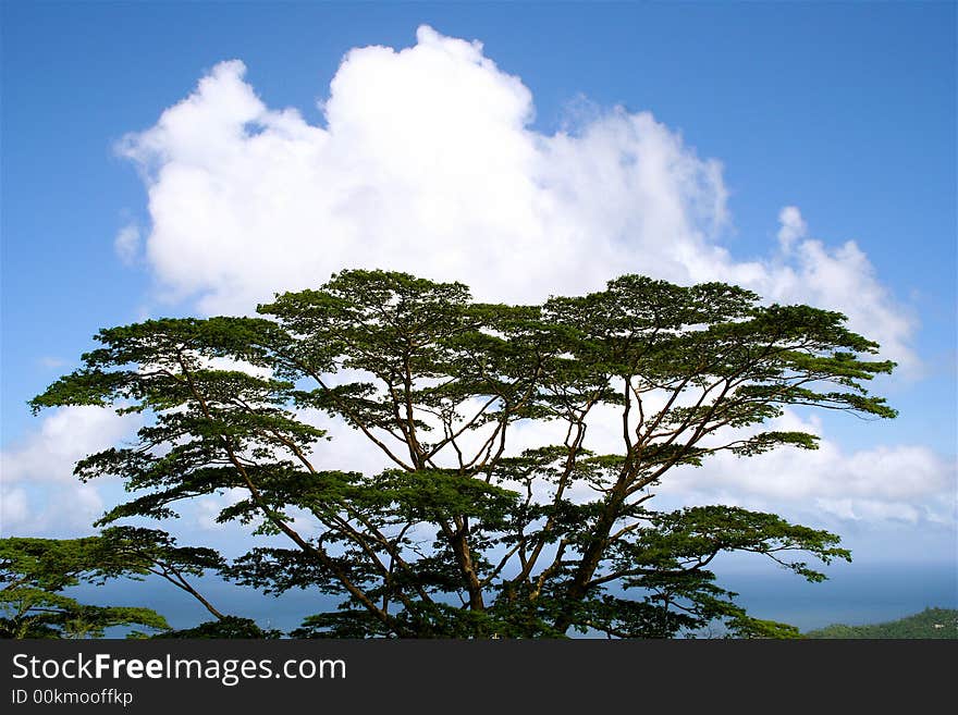 The tree on the blue sky background. The tree on the blue sky background