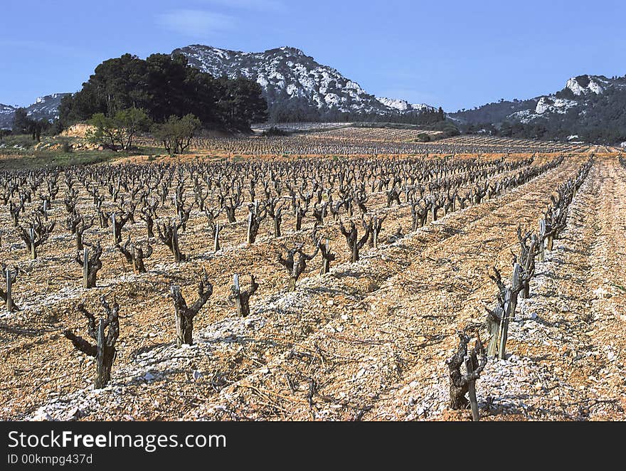 Vineyard landscape with Alpilles cliffs as background, Provence, France. Vineyard landscape with Alpilles cliffs as background, Provence, France.