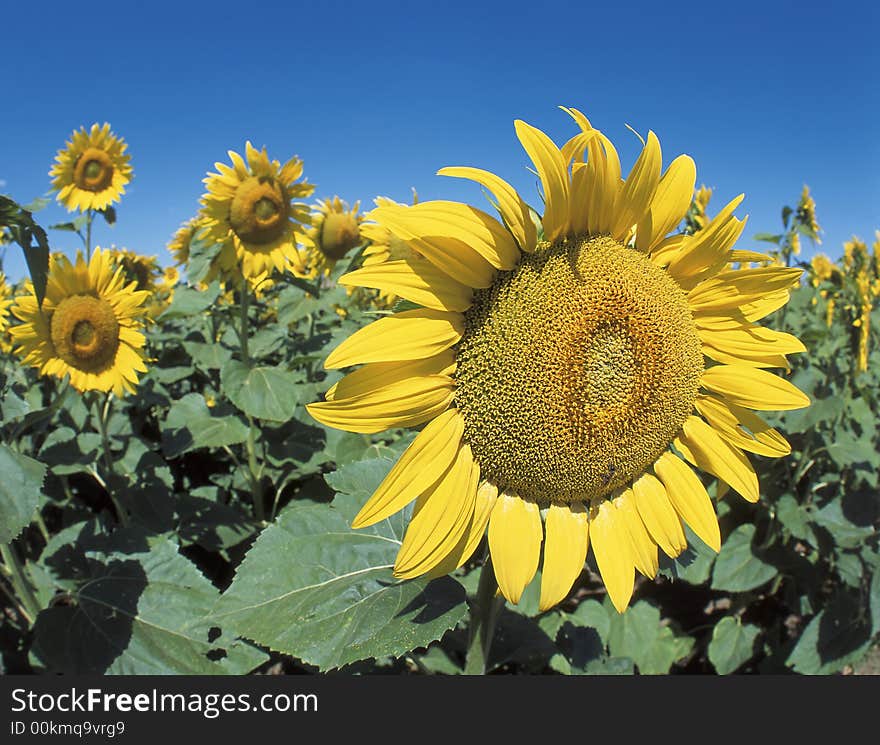 Close up view of sunflowers