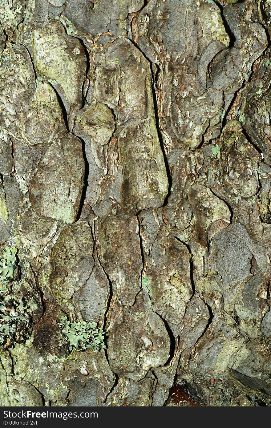 Natural bark texture close-up shot