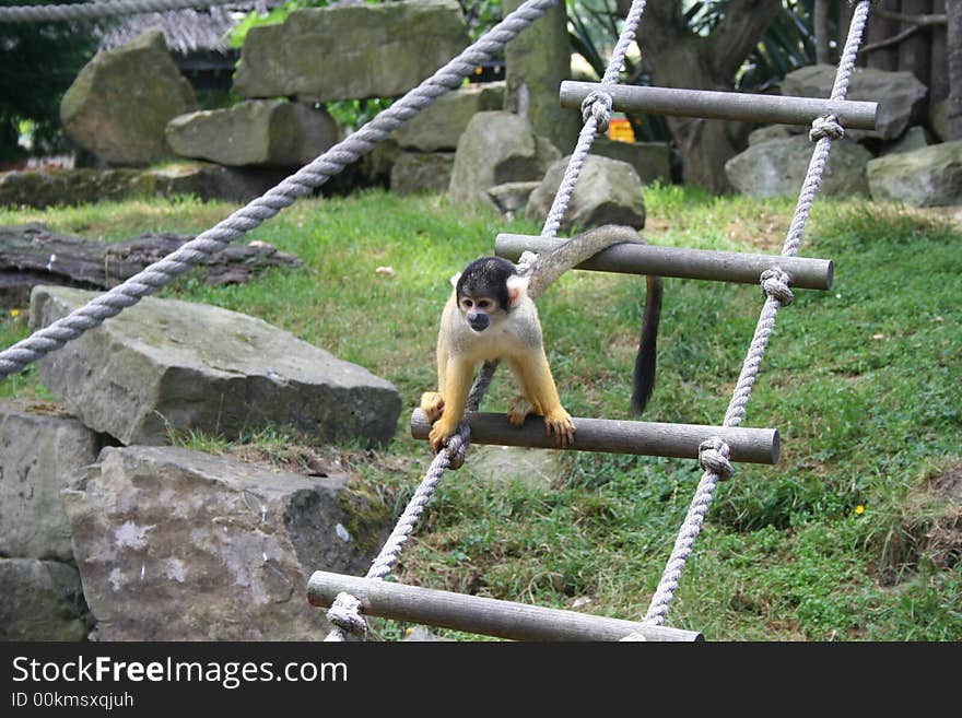 Squirrel Monkey