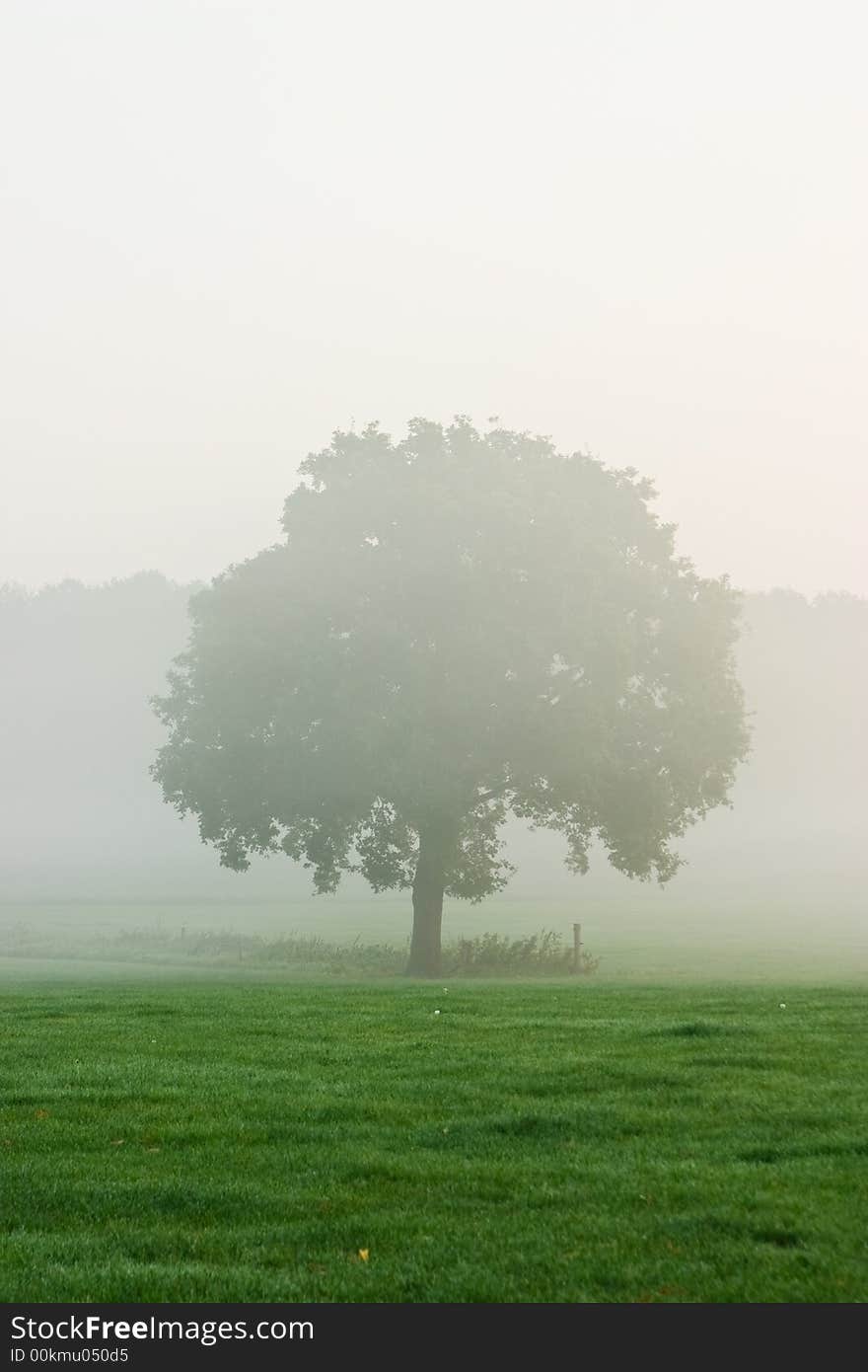 Single tree in morning mist standing in a meadow