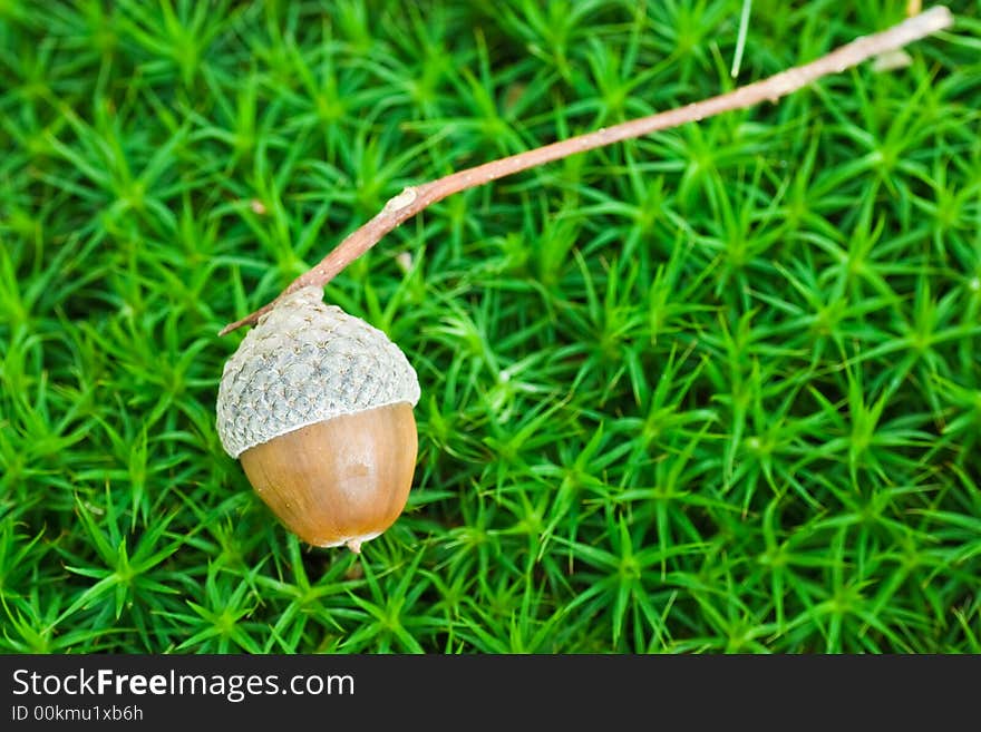 Fallen acorn on a green mossy surface