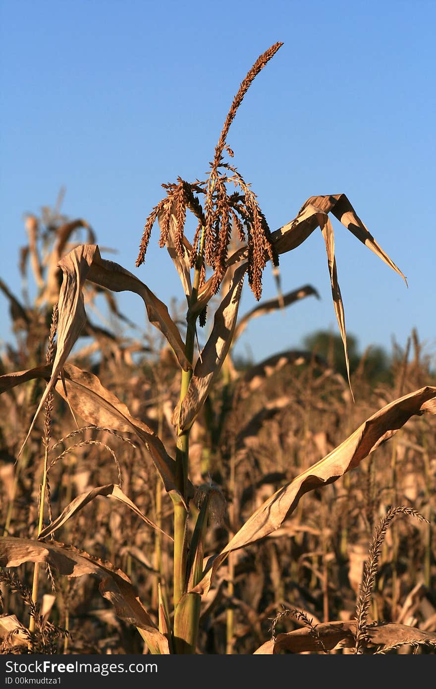 Withered corn on the field in Russia. Withered corn on the field in Russia