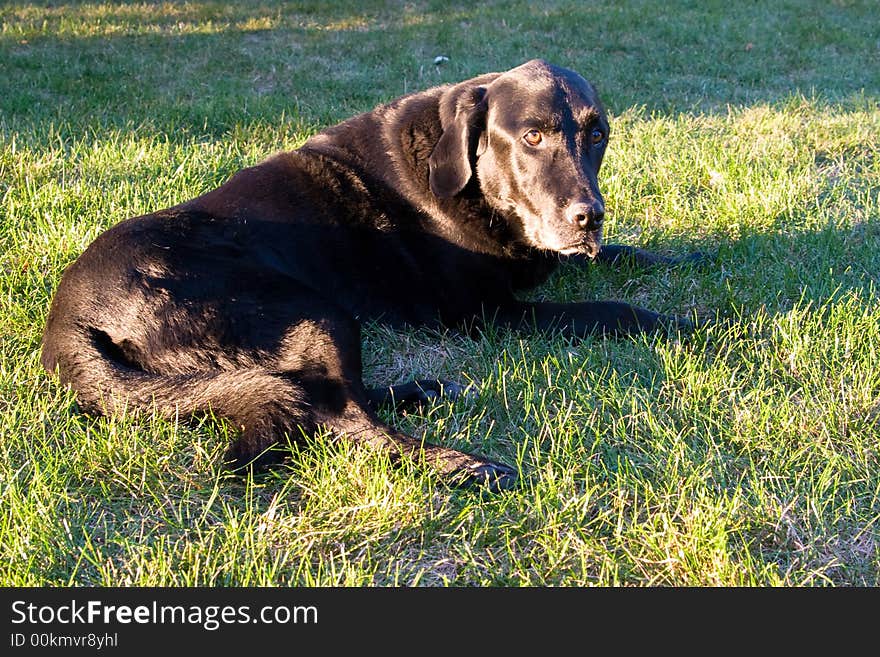 Black Labrador Retriever lying in the green grass. Black Labrador Retriever lying in the green grass